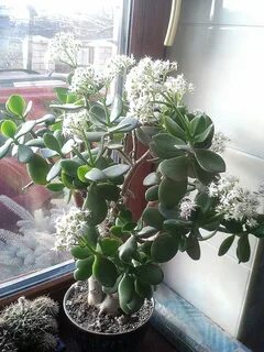 Денежное дерево едят