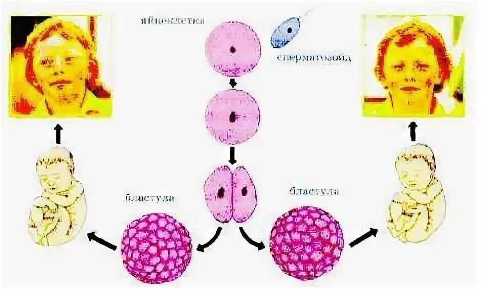 Днк близнецов