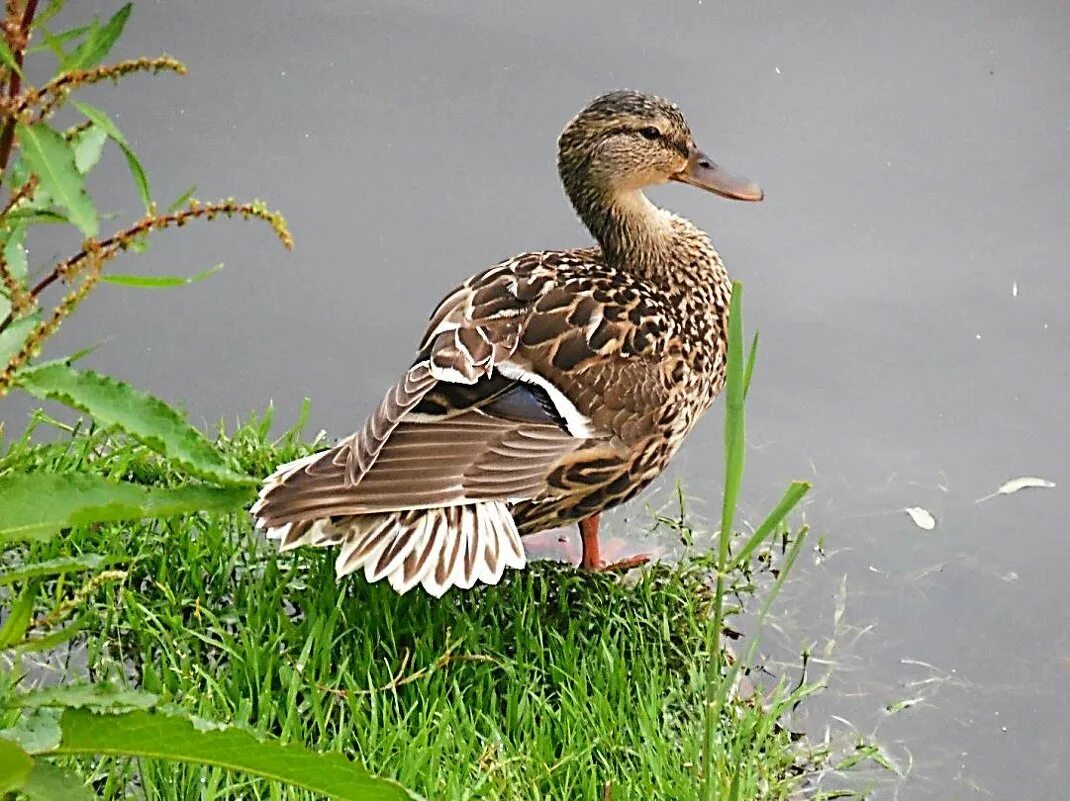 Утята. Сон селезень. Увидеть утку. Увидеть утку. Сона утка.
