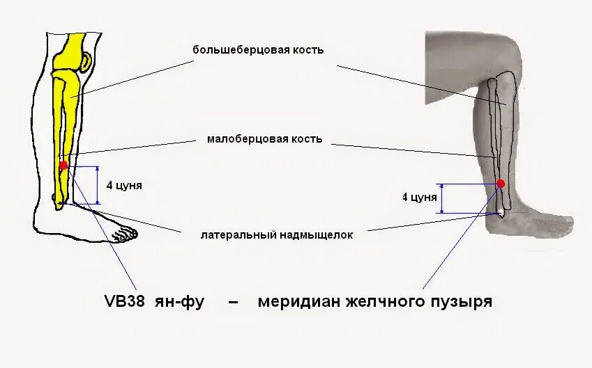 Болит большая берцовая. Малая берцовая:голень+лучевая. Строение кости надкостница кость. Головка малой берцовой кости. Болит большеберцовая кость.