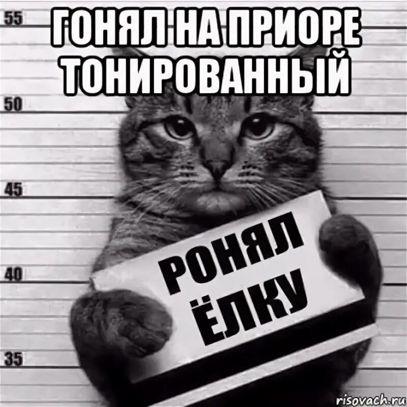 Куда ты гонишь. Кот стоит с табличкой. Вин дроссель гонщики не гонят. Кот гонял с перегрузом. Хаги ваги мемы.
