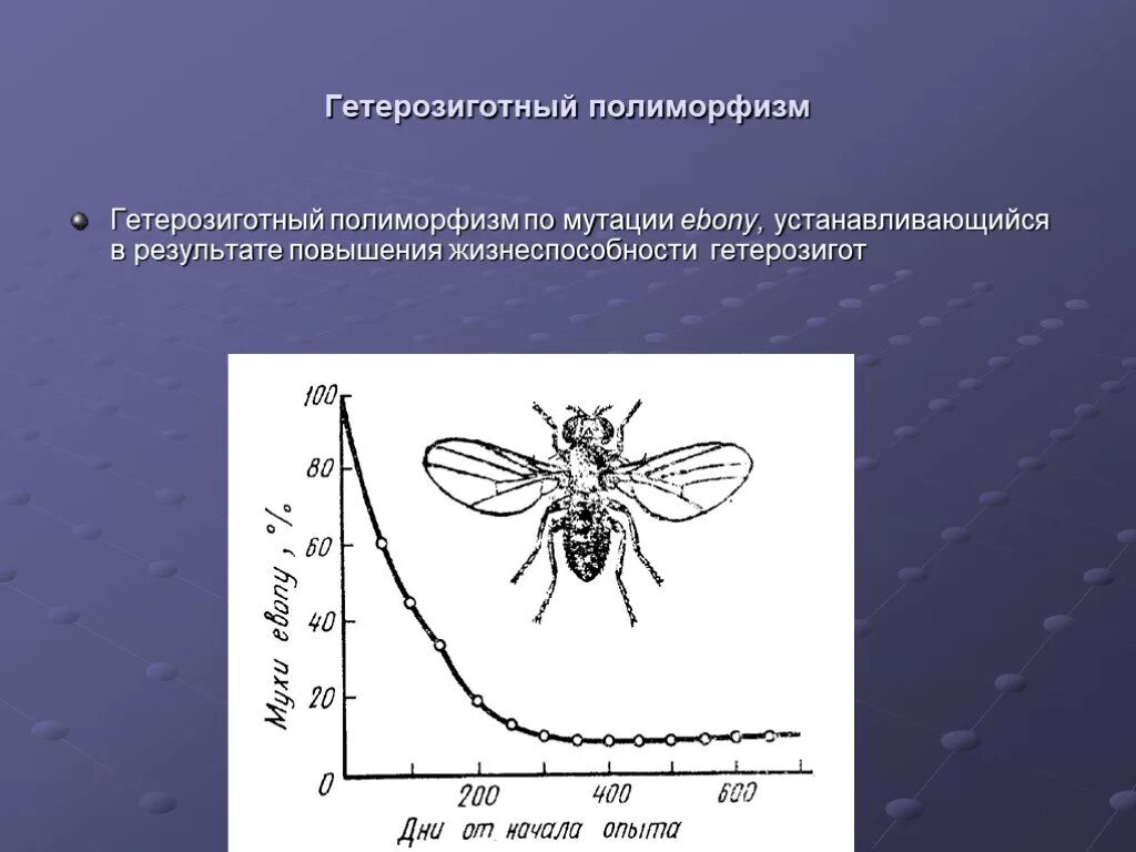 12 полиморфизмов
