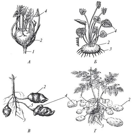 Столоны седмичника. Столоны седмичника и клубни картофеля. Побеги столоны. Строение столона картофеля. У картофеля образуются укороченные подземные побеги округлой