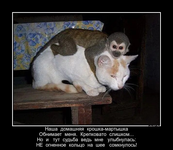 Обезьяна и кот. Кот и обезьяна. Мартышка и котик. Обезьяна обнимает кота. Смесь кошки и обезьяны.