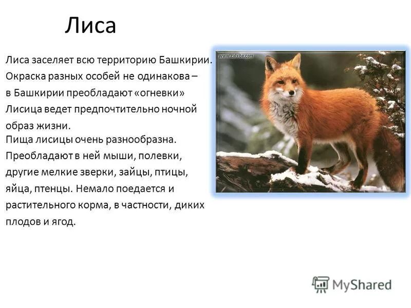 В каком природном сообществе селится лисичка. Лиса образ жизни. Какой образ жизни ведёт лиса. Лиса образ жизни дневной или ночной. Привычки лисы.