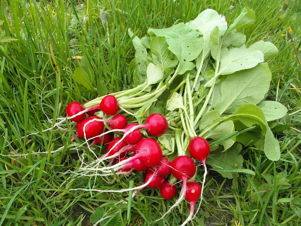 Огород редис. Ботва редиса. редис меркадо огородное. radish растение. редис в огороде.