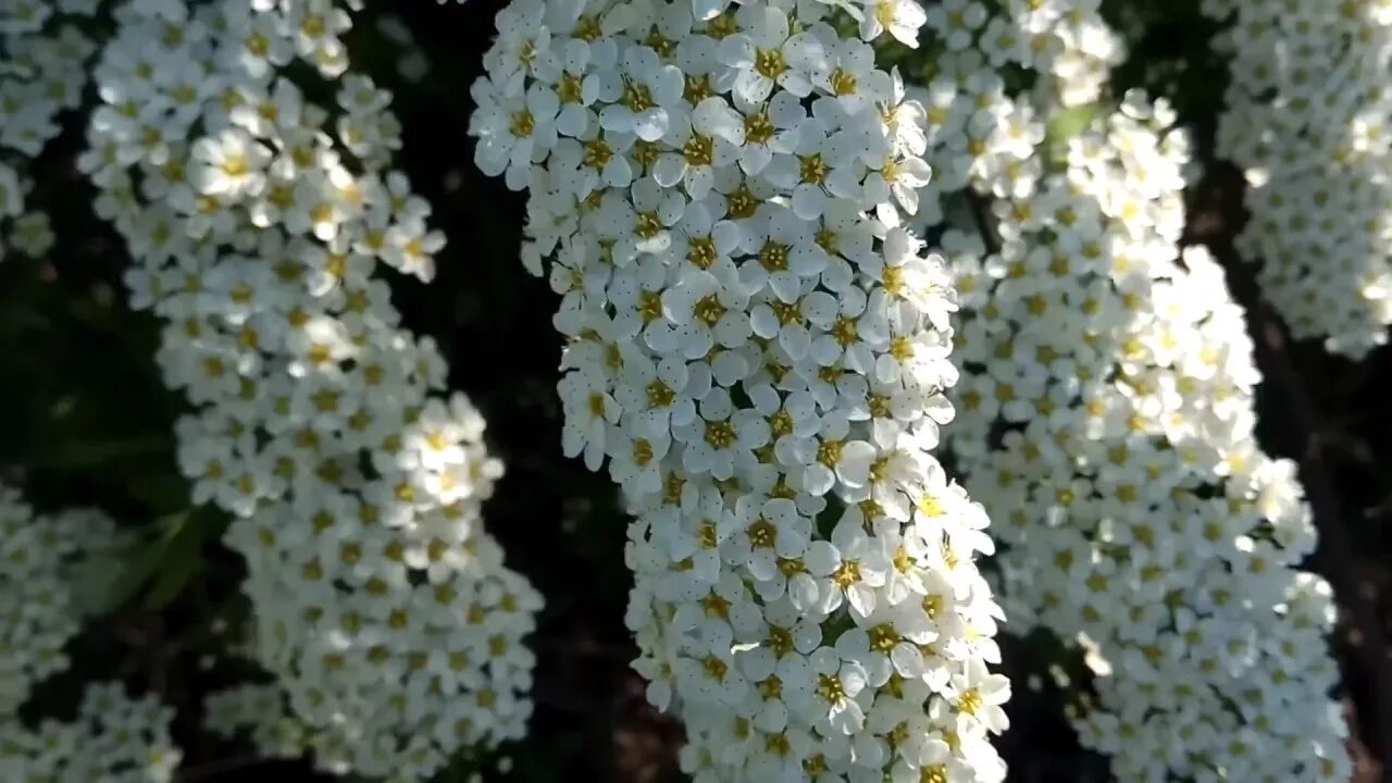 Спирея Вангутта белая невеста. Спирея невеста. Спирея Вангутта невеста. Спирея белая. Куст невеста фото