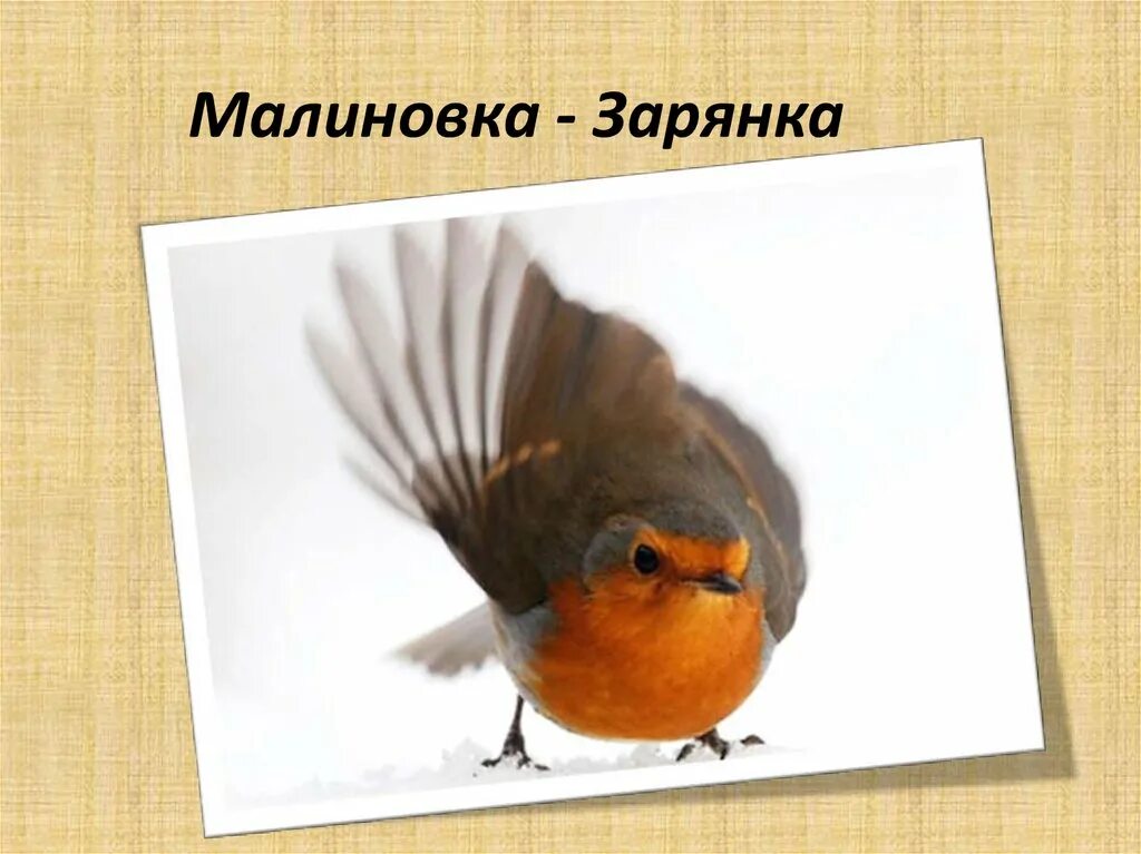 Слово зарянка. Зарянка легенда. черногорлая зарянка или рюкюйский соловей. зарянка егэ. малиновка 2 класс.