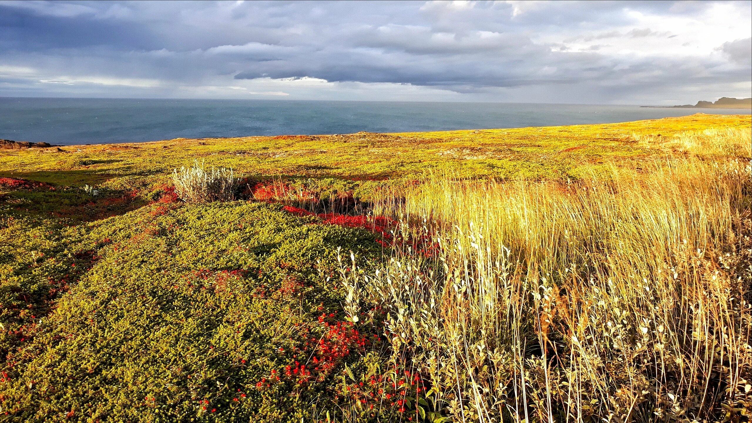Почти тундра. Большеземельская тундра. Канадская приполярная тундра. Большеземельская тундра. Могово-лишайниковая тундровая.