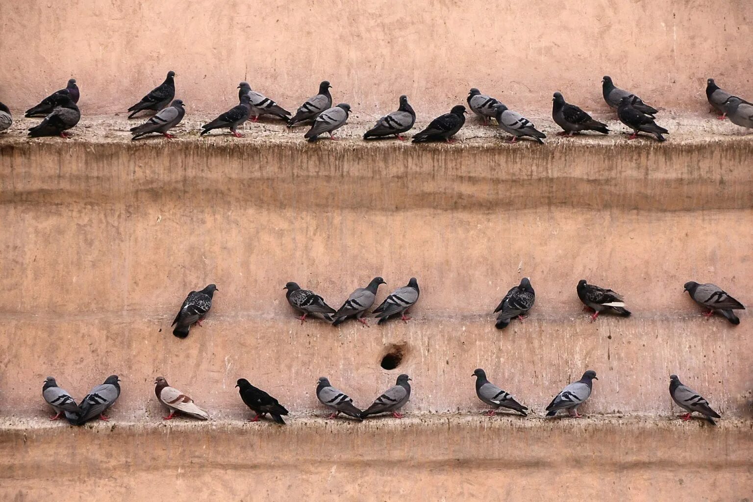Собрались птицы в большие. Голуби на стену. Обои с голубями для стен. Фотообои с голубями на стену. Стайка голубей.