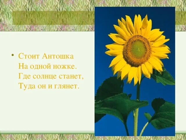 Антошка на ножке. Стоит Антошка на одной ножке. Стоит Антошка на 1 ножке. Загадка Антошка на 1 ножке.