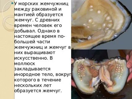 Человек использует моллюсков
