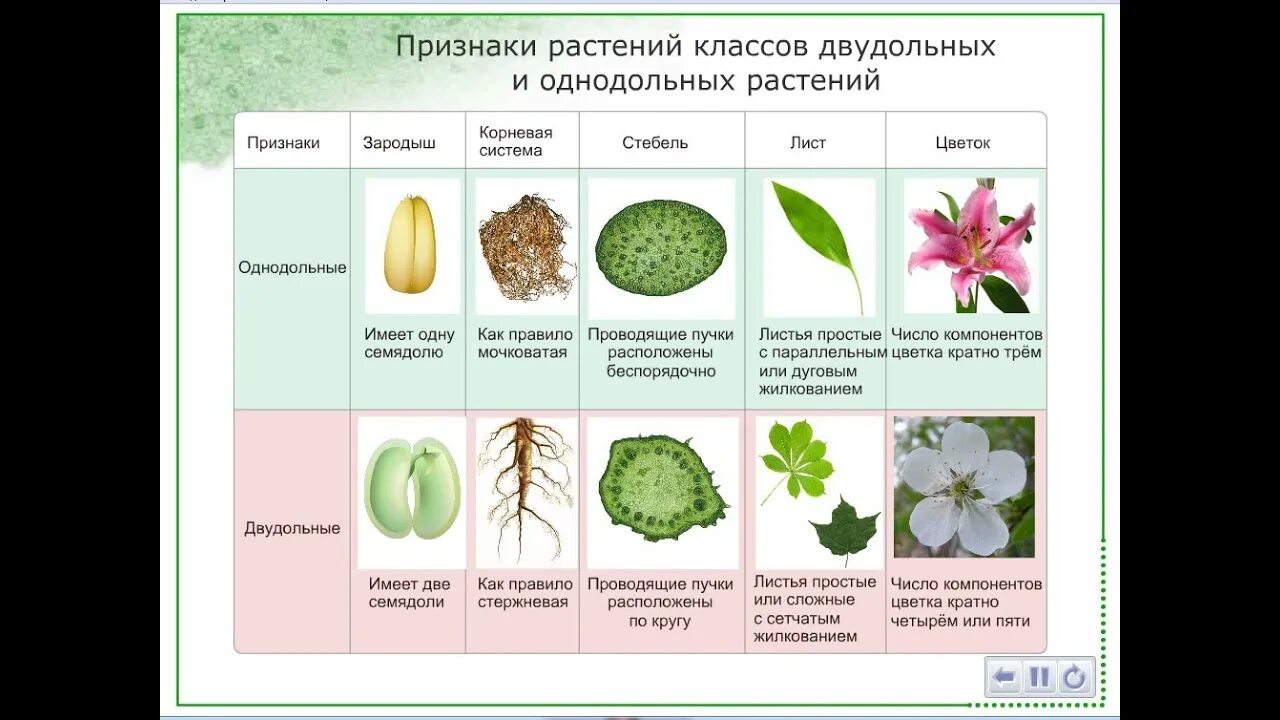 Покрытосеменные наиболее распространенная группа растений у них. Однодольные и двудольные растения признаки таблица. покрытосеменные растения класс однодольные.