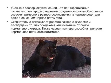 Монолог описание пантеры