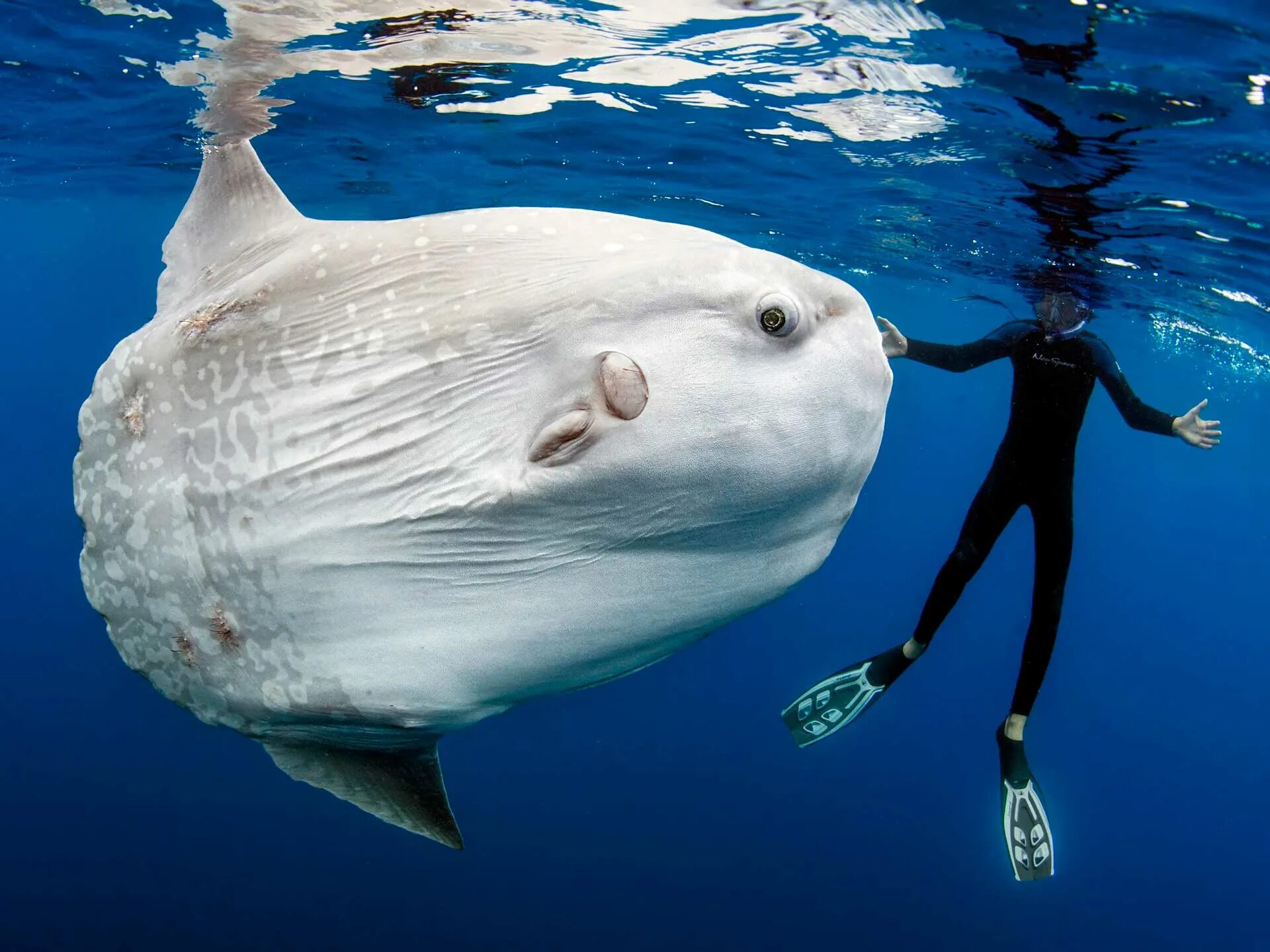 Рыба луна клюет. Mola Mola рыба. (Mola Mola) рыба солнца. Рыба Луна мола мола. Sunfish рыба Луна.