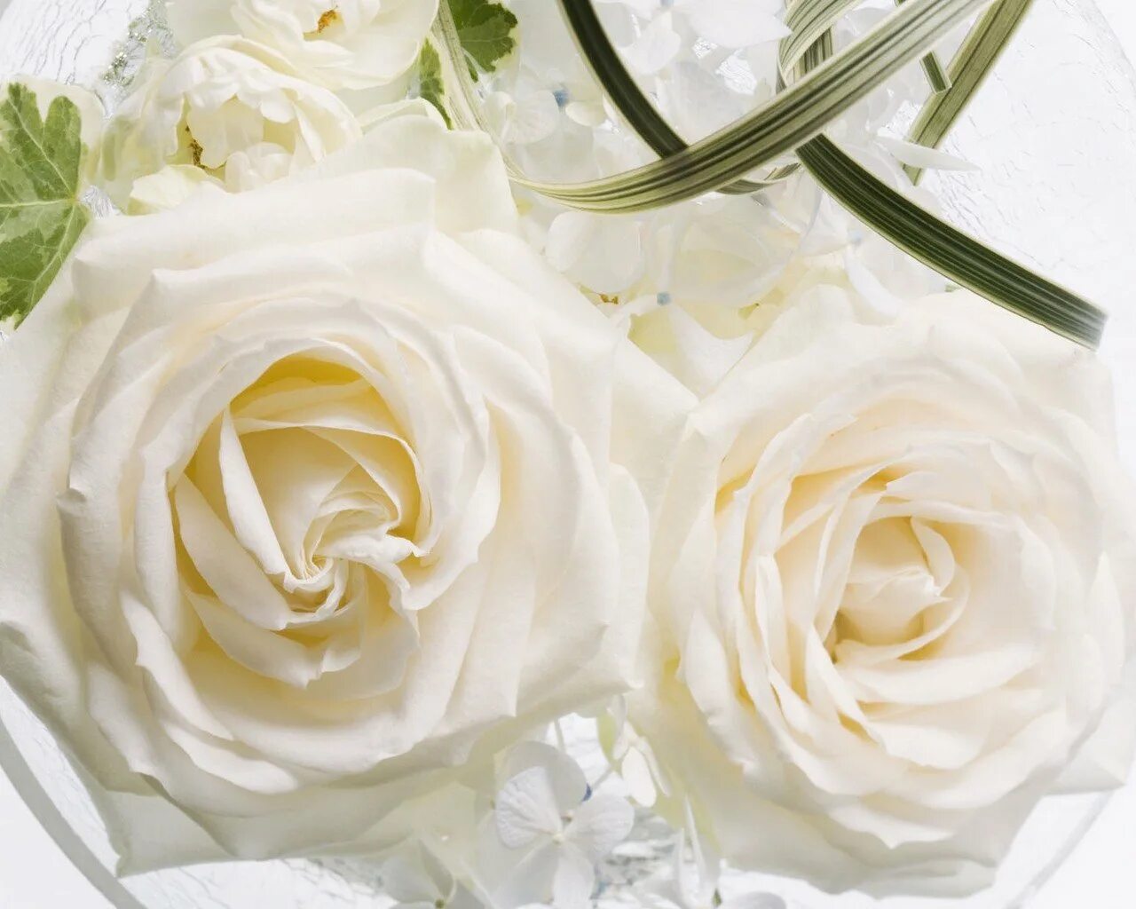 Белые цветы. Свадебный фон. Свадебные цветы. Красивые белые цветы. Только показались первые нежно белые