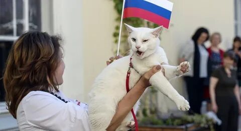 Премия мой ласковый