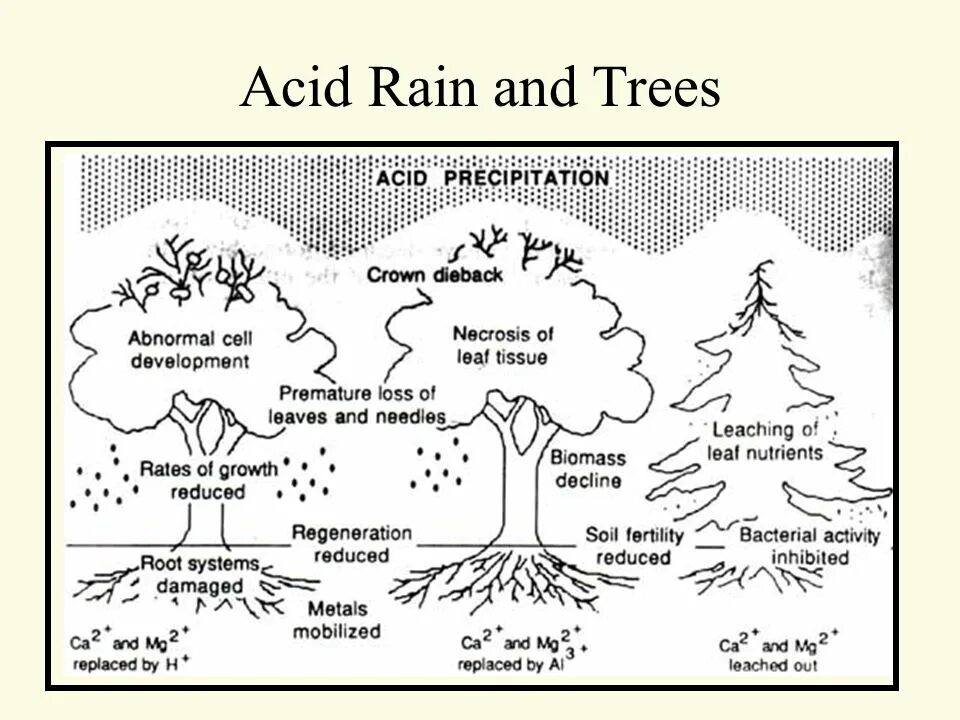 Acid Rain. Кислотные дожди презентация. Acid Rain слайд. Acid Rain for Kids. Текст по английскому 7 класс acid rain