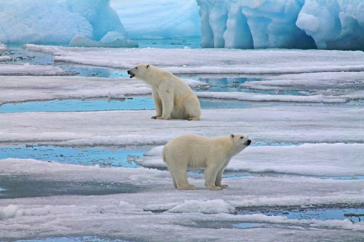 Арктические пустыни евразии и северной америки. Арктические пустыни белый медведь. Фауна земля Франца Иосифа. Северный Ледовитый океан белый медведь. Белый медведь в Северной Америке.