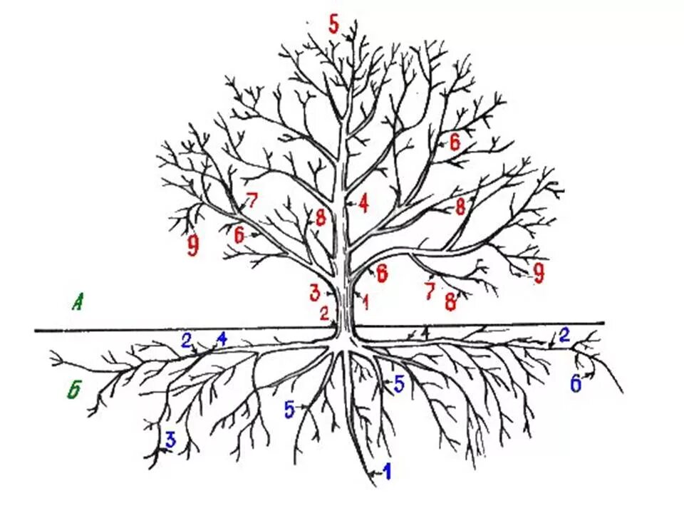3 корня 1 ствол. Строение надземной системы плодового дерева. Строение корневой системы яблони. Строение ветви дерева. Строение яблони схема.