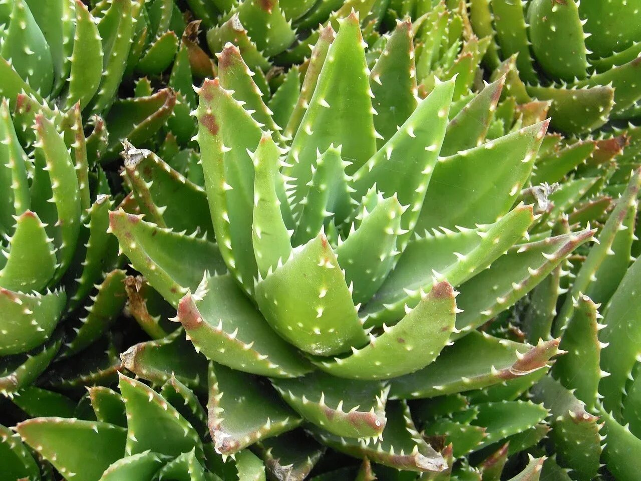 Алоэ Бревифолия. Алоэ коротколистное. Коротколистное (Aloe brevifolia). Алоэ куст