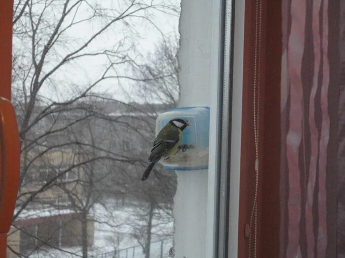 кормушка для птиц на окно. кормушка для птиц на окно. кормушка для птиц на балкон. кормушка для птиц на окн. кормушка для птиц на окно.