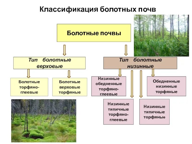 Виды почу. Торфно-болотные почвы. Классификация болотных почв. Виды почв Болотная. Болотные почвы характеристика.