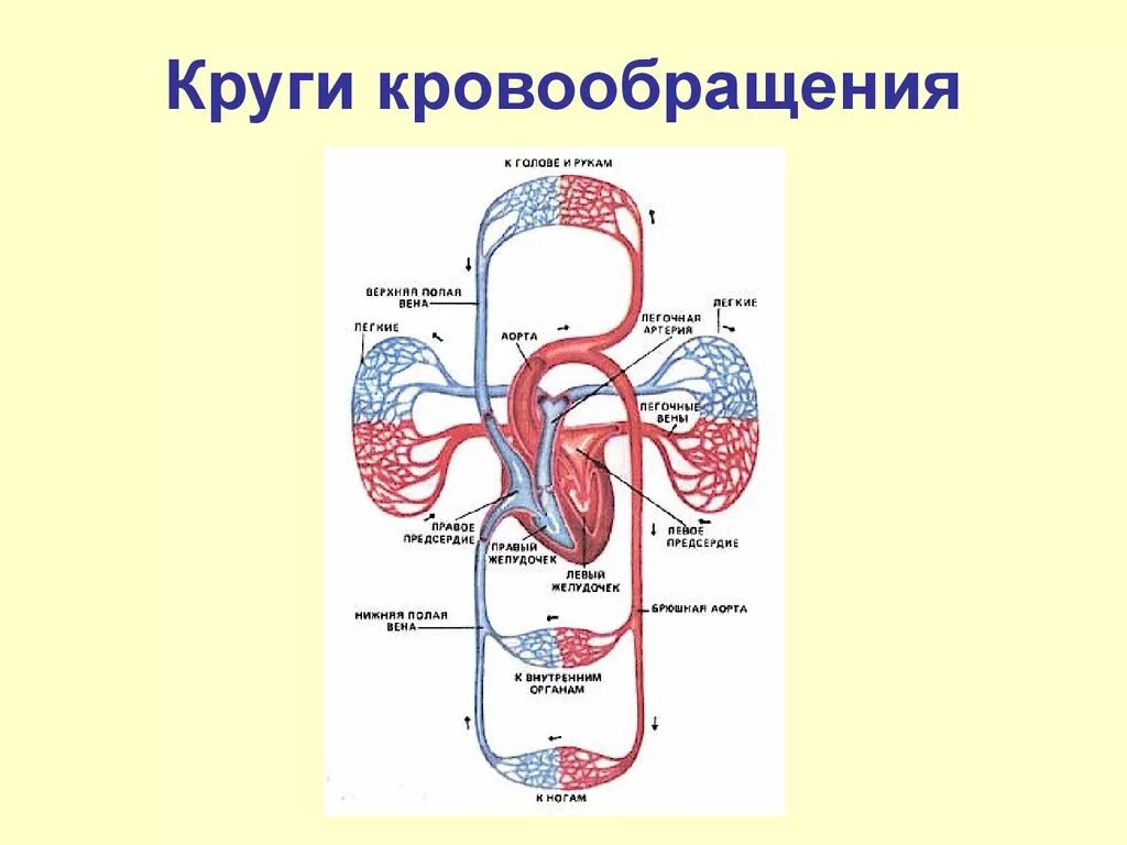 Большой и малый круг кровообращения схема. Малый и большой круг кровообращения человека схема. Малый и большой круг кровообращения человека схема анатомия. Схема малого и большого круга кровообращения схема.
