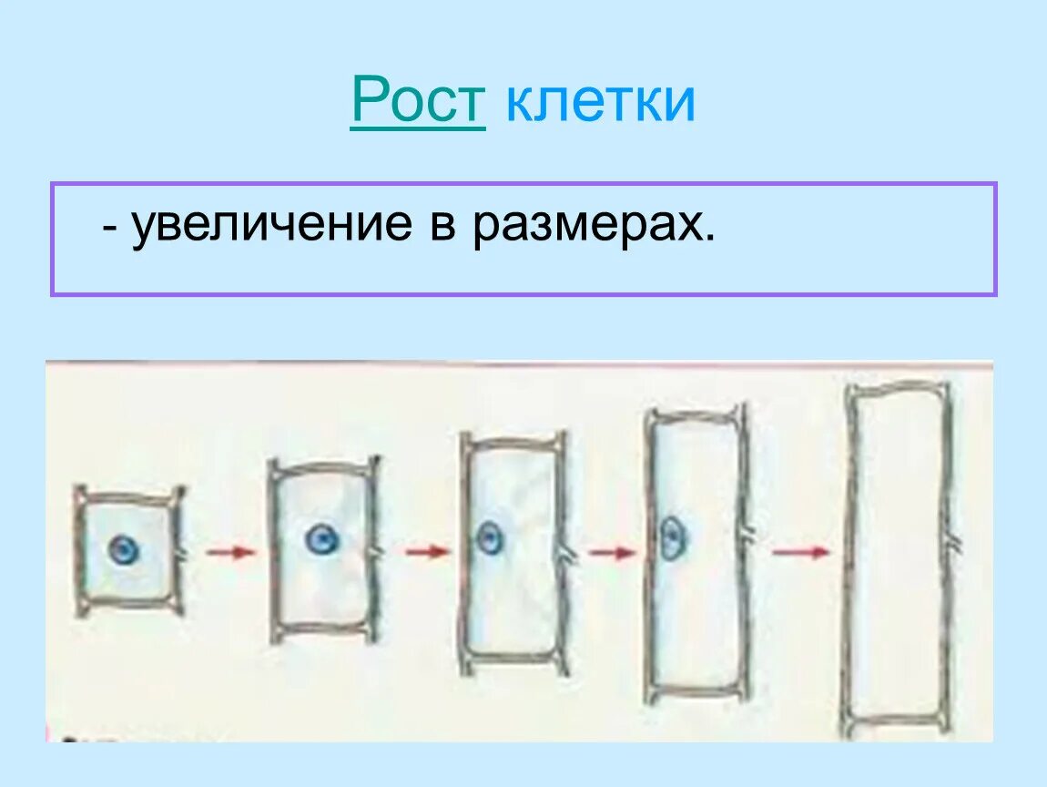 Увеличивающийся в размерах в воде. Процесс роста клетки биология 5 класс. Схема роста клетки. Рост и развитие клетки 5 класс биология. Рост и развитие клетки 5 класс.