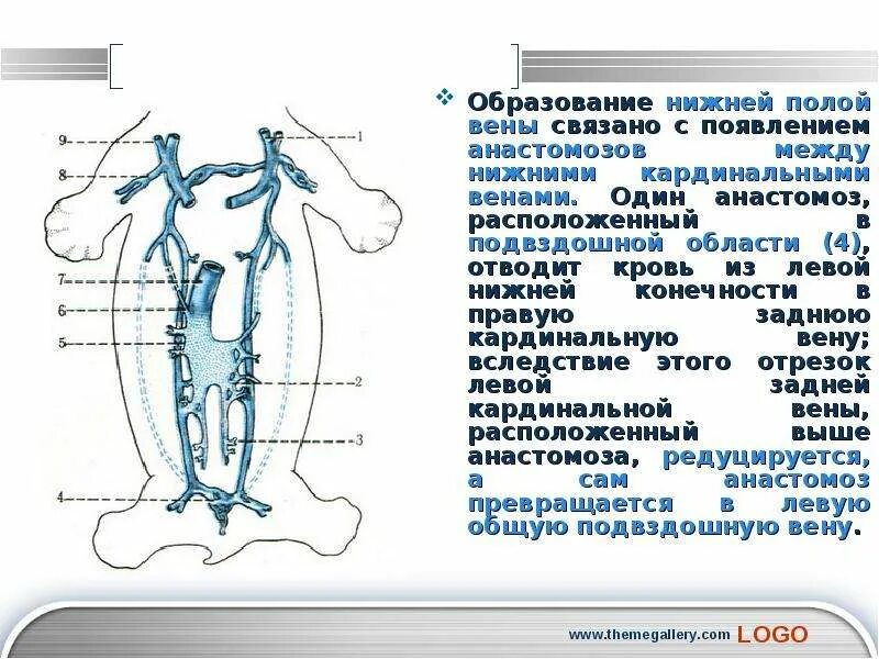 Верхняя и нижняя полая вена. Притоки нижней полой вены анатомия. нижняя полая вена анатомия. система нижней полой вены области оттока крови. образование нижней полой вены.