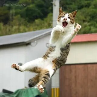 Кошачий прыжок
