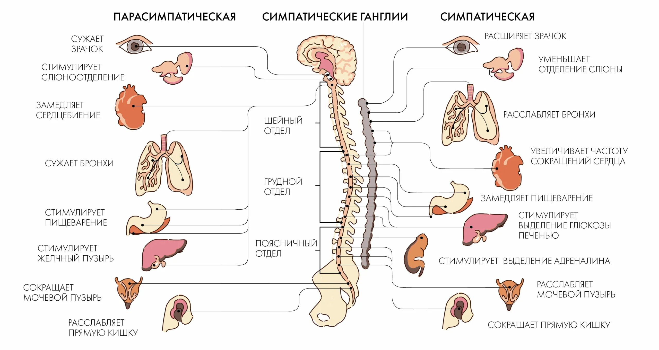 Строение и функции симпатического отдела. Нервная система человека схема симпатическая и парасимпатическая. Симпатическая часть вегетативной нервной системы схема. Вегетативная нервная система состоит из 2 отделов. Отделы вегетативной нервной системы строение.