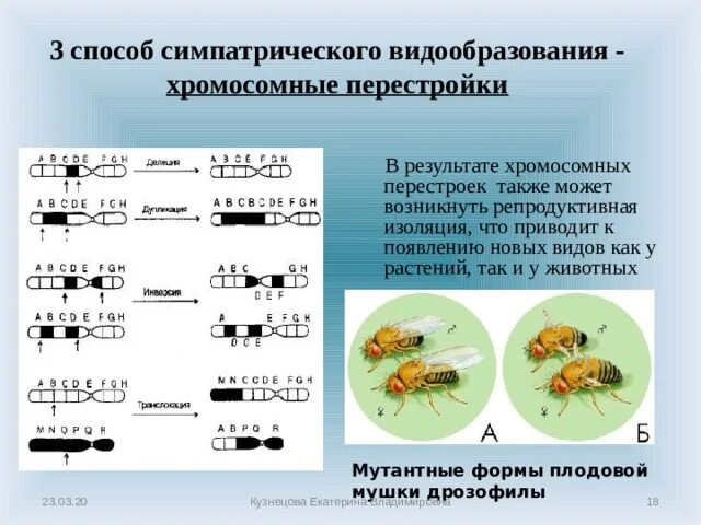Способы видообразования микроэволюции. Формы хромосомного видообразования. формы хромосомных перестроек. симпатрическое видообразование у растений. симпатрическое видообразование.