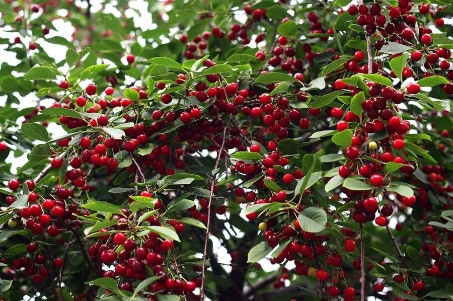вишня тамарис цветение. яблоня красивоцветущая. сады деревья вишни. вишня краса татарии. яблоневый сад довженко.