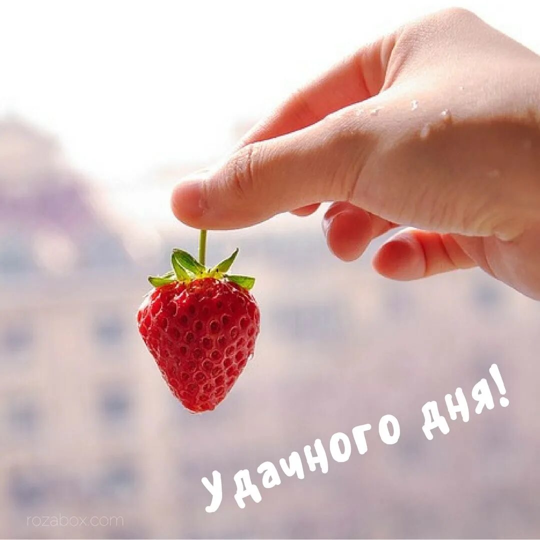 Доброе любимый хорошего дня. С добрым утром клубника. добрый день мужчине. отличного дня. открытки удачного дня.