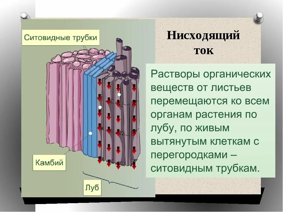 Восходящий и нисходящий ток. Нисходящий ток. Восходящий и нисходящий ток у растений. Нисходящий ток веществ.