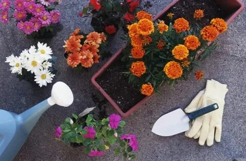 Чем подкормить комнатные цветы осенью перед зимой