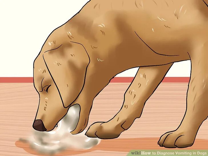 Как остановить рвоту у собаки
