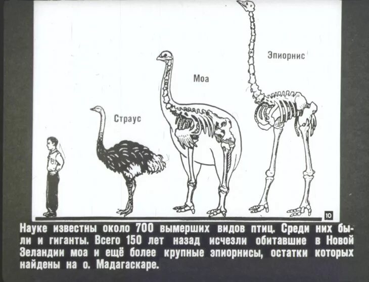 Страус в сравнении с человеком. Страус рост с человеком. Рост страуса в сравнении с человеком. Страус размер с человеком. Страус согласные звуки