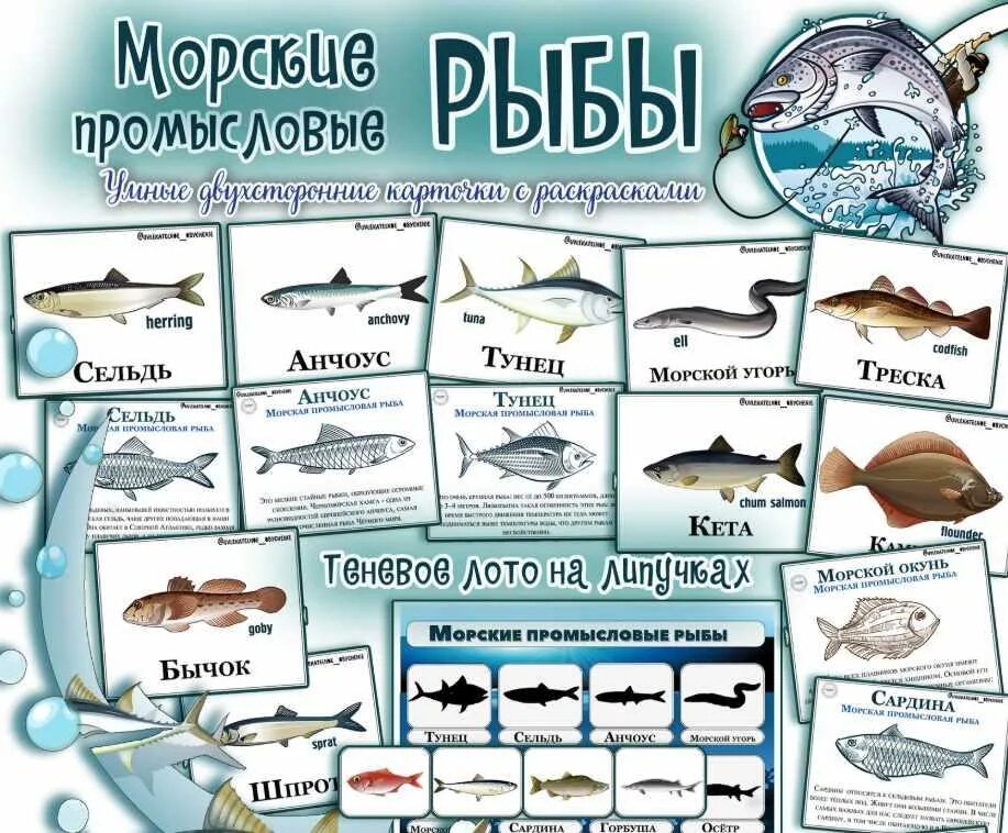 Морские названия групп. Промысловые рыбы. Виды промысловых рыб. Морская рыба названия. Морские промысловые рыбы список.