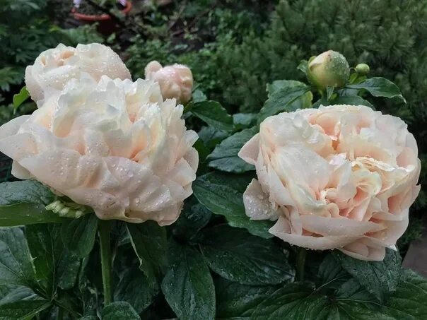 Нельда джой пион описание и фото Nikita Warmerdam Paeonia