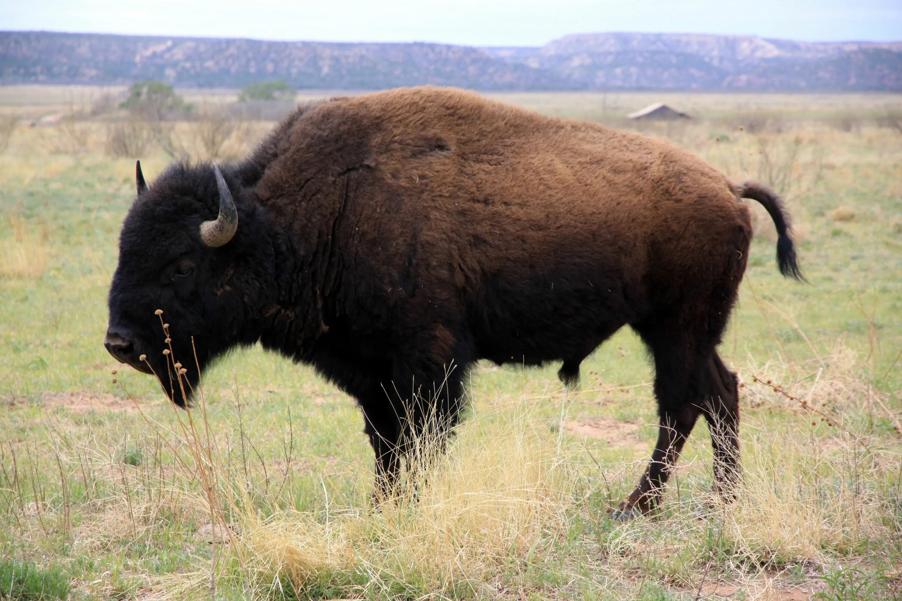 Американский Бизон. Bison Bison. Каровв Бизон. 7. Бизон Bison Bison. Бизон последняя