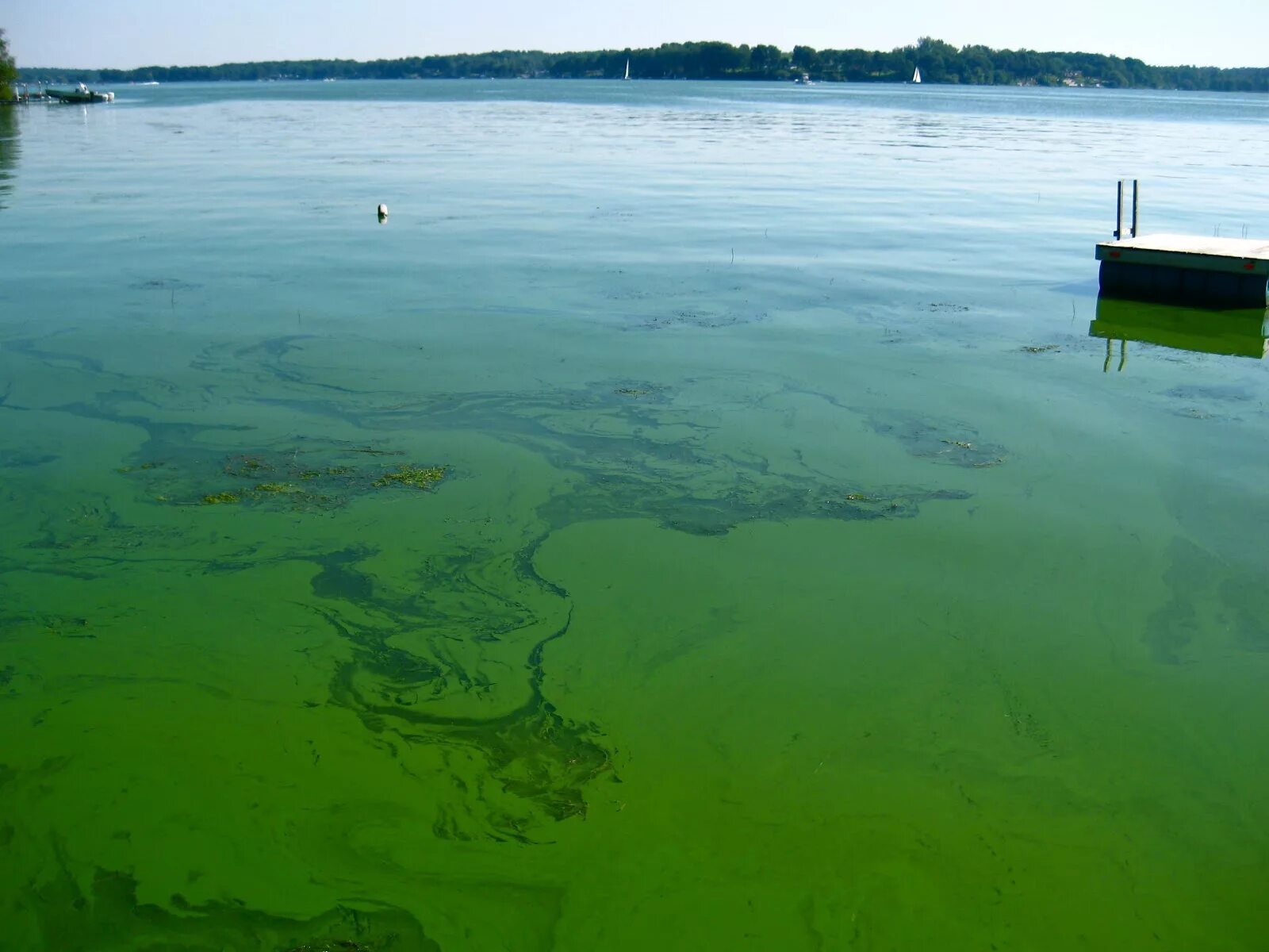 Цветение воды цианобактерии. Эвтрофикация Балтийского моря. Вода цветет. Озеро цветет. Водоснабжение в озерах