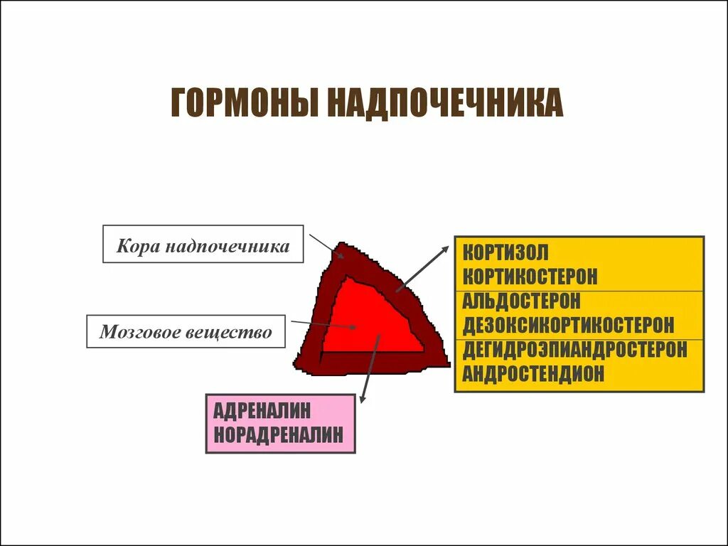 Гормоны коркового слоя надпочечников. Гормоны коры надпочечников физиология. Гормоны коркового и мозгового вещества надпочечников.