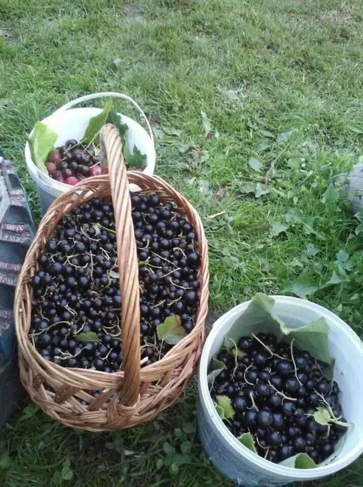 Урожайность черной смородины. Урожай смородины. Черная смородина в ведре. Смородина черная Урожайная. Сбор урожая смородины.