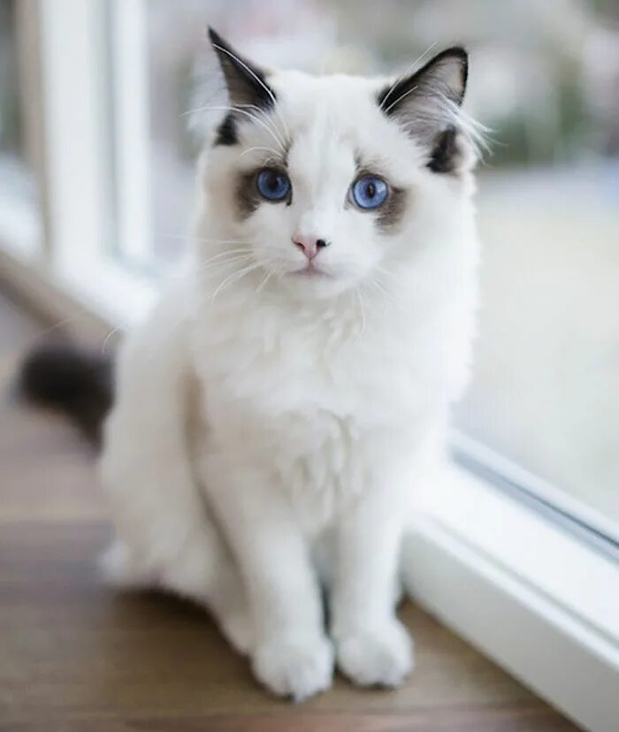 Красивые котята. Котенок венок. Красивые кошечки. Рэгдолл серо белый. Картинки самых красивых котиков.