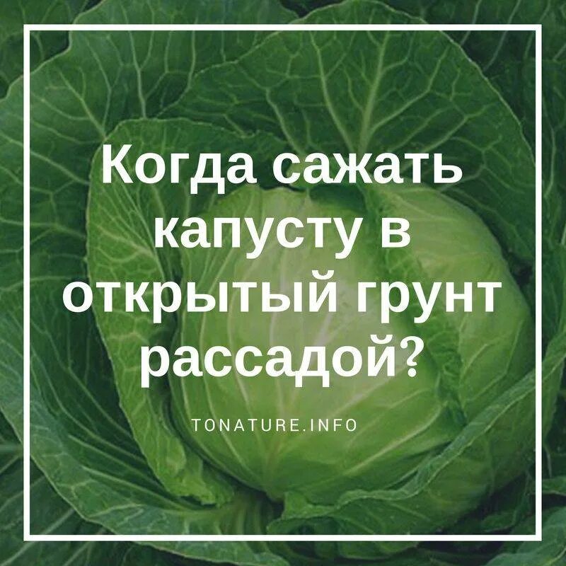 Какого числа сажать капусту. Когда сажать капусту. Когда садить капусту в грунт. Когда сажать капусту в открытый. Когда сажать позднюю капусту.