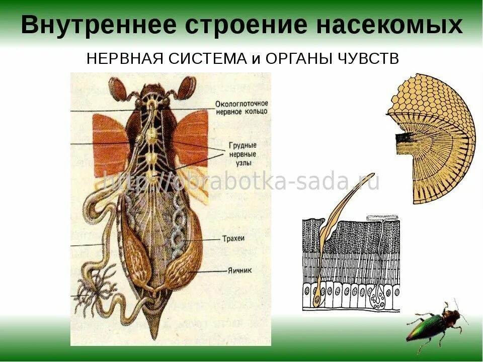 Тип нервной системы майского жука. Строение нервной системы насекомых. система органов насекомых 7 класс биология. строение нервной системы таракана. системы органов насекомых схема.