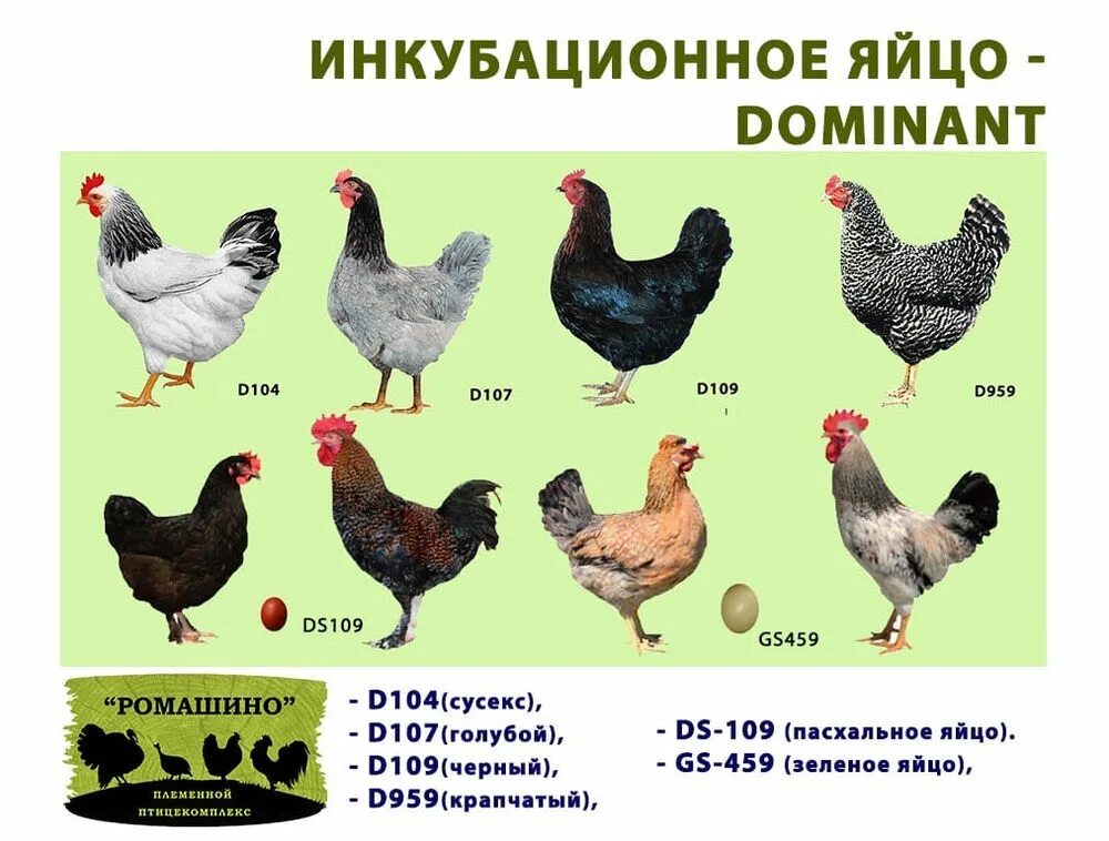 Порода кур яйценосной породы. Самая яйценоская порода кур для домашнего. Несушка леггорн стандарт. Куры несушки породы леггорн. Порода кур несушек мясо яичного направления.