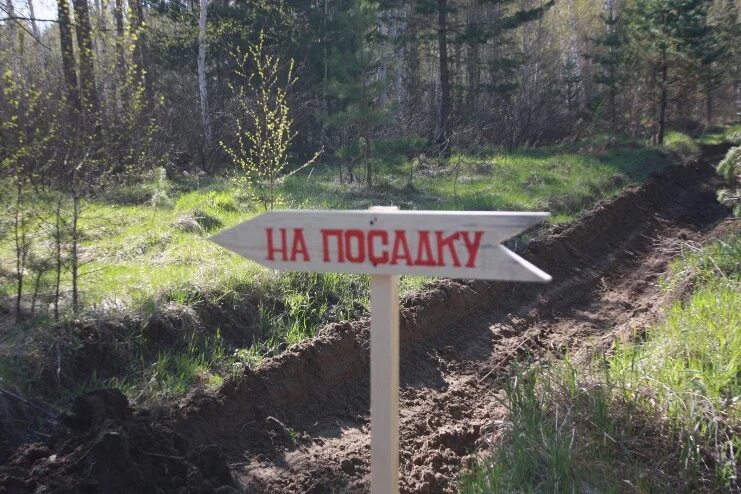 Как взять в аренду участок леса. Земельный залесенный участок в алтае. лесовосстановление иконка.